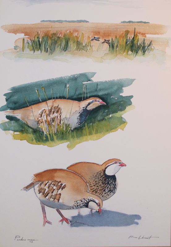 Perdrix rouges - aquarelle