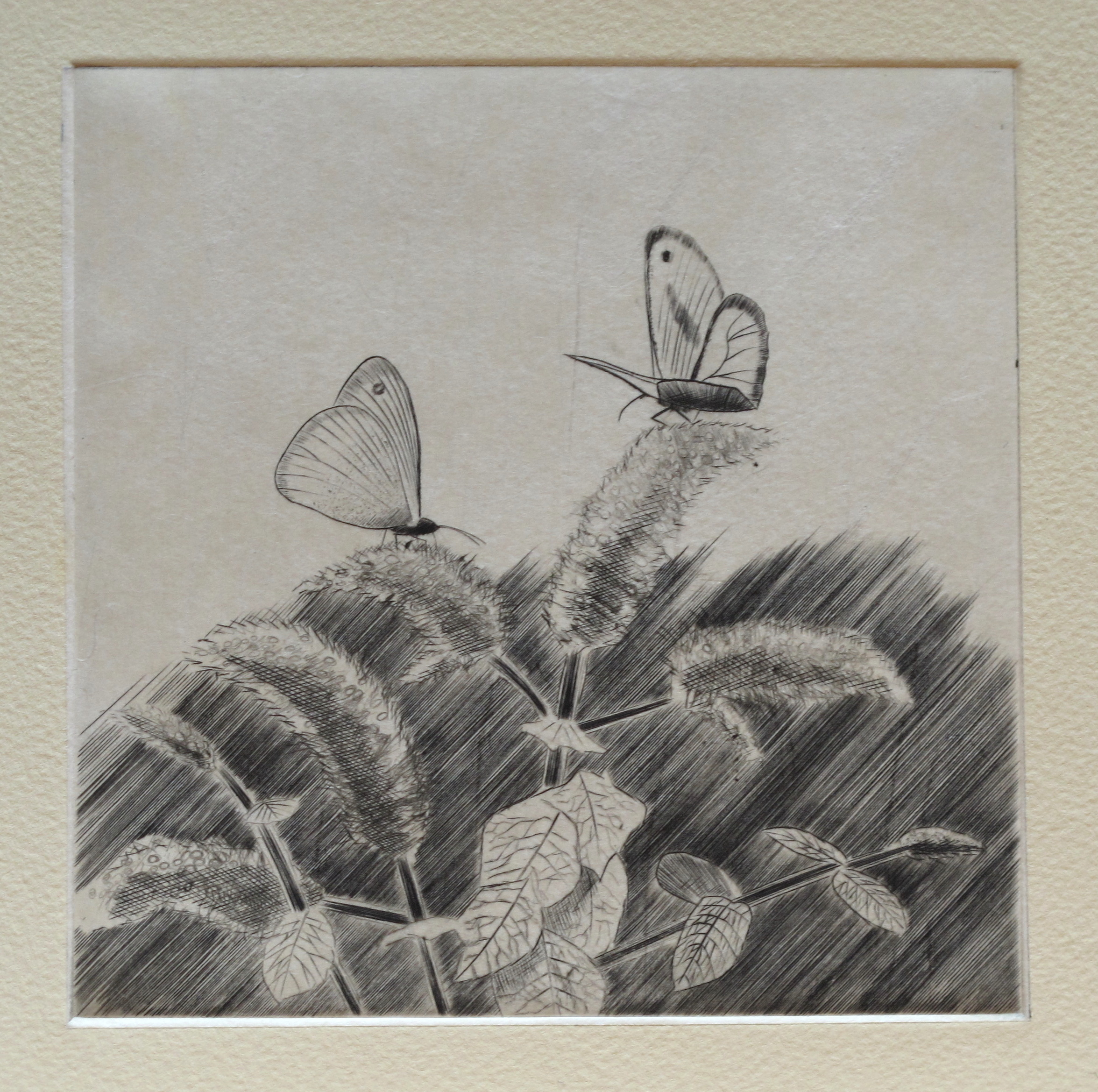 Menthe Myrtil - burin / chine collée - matrice 15 x 15 cm - edition 15